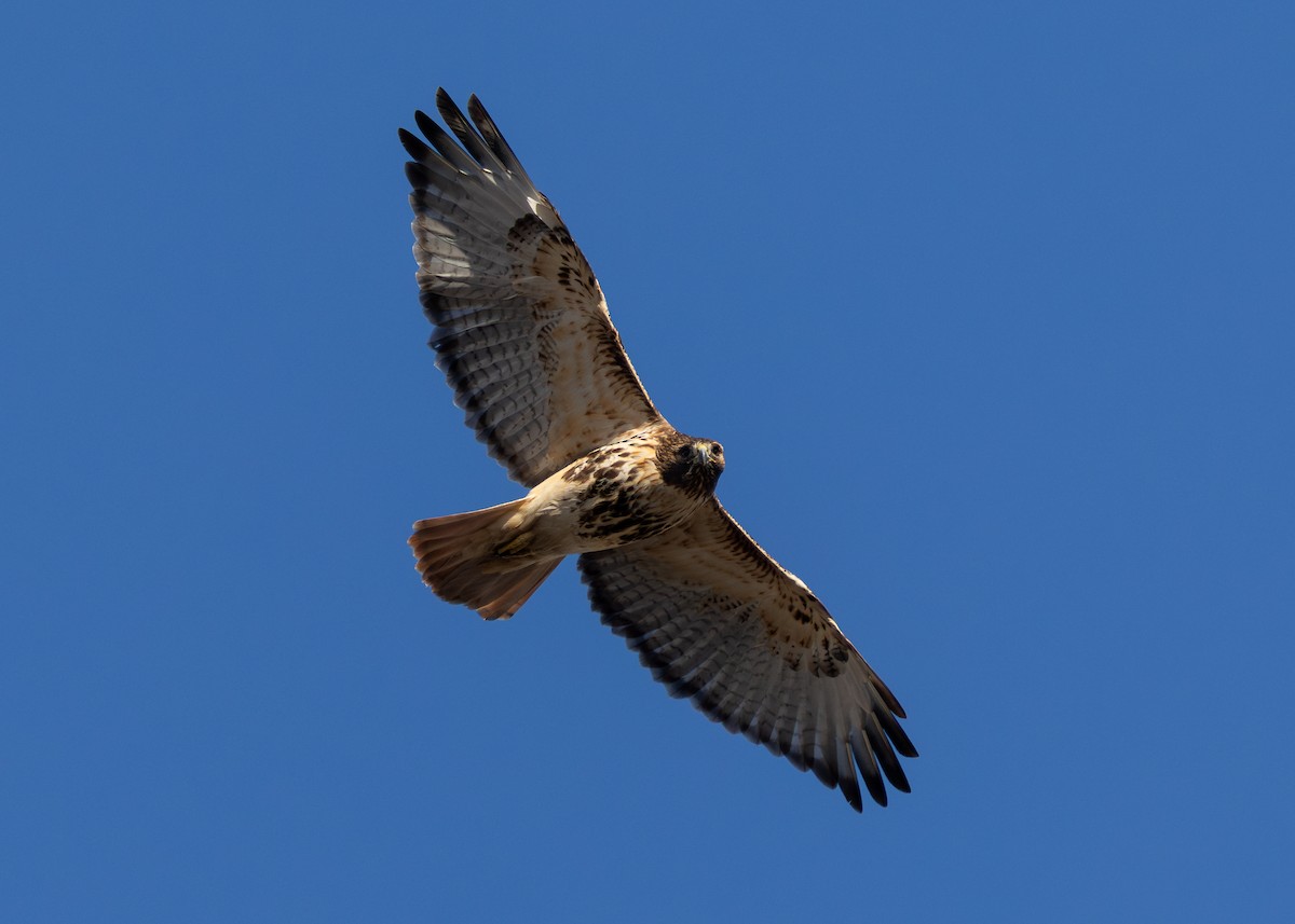 Red-tailed Hawk (abieticola) - ML646655185