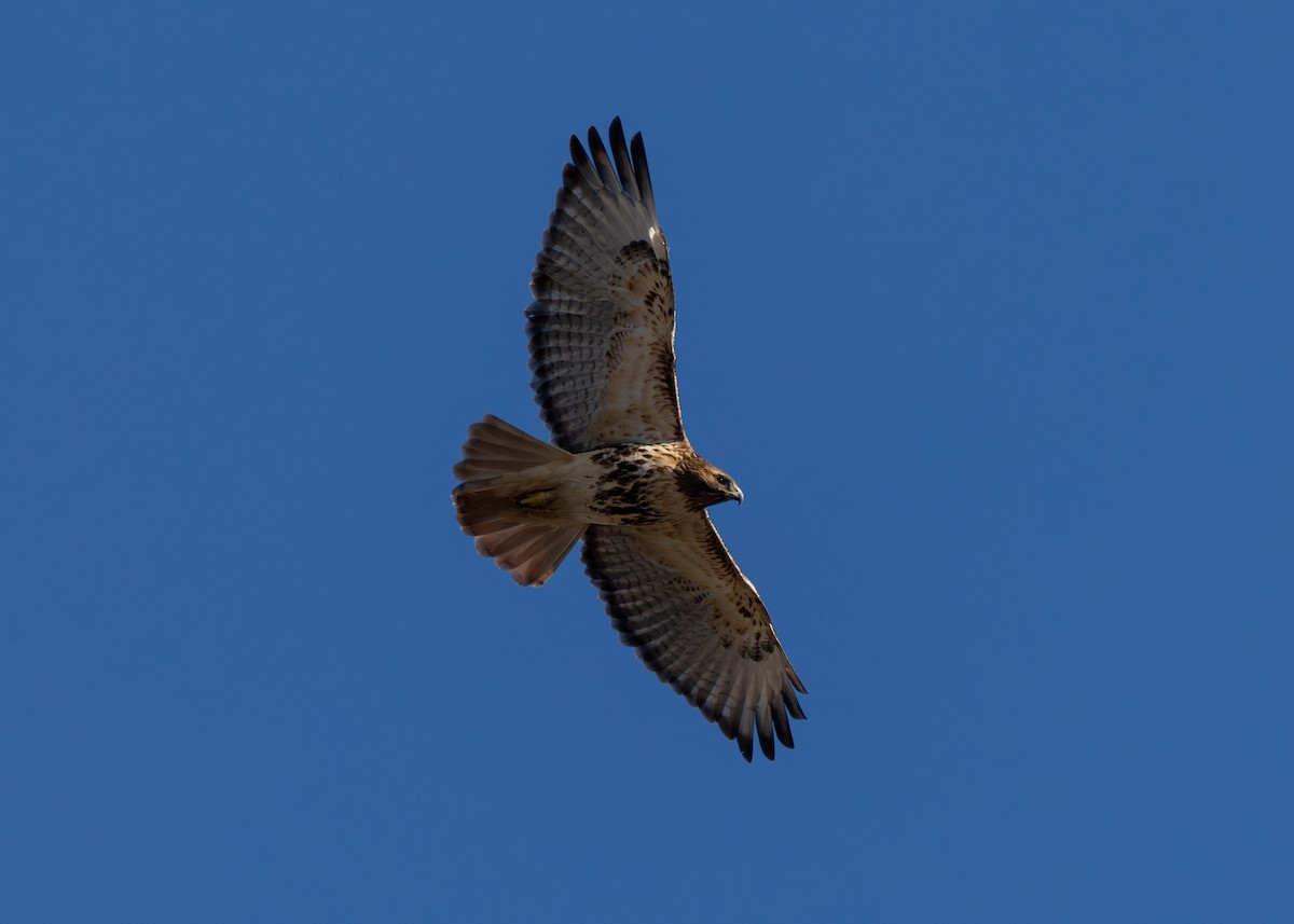 Red-tailed Hawk (abieticola) - ML646655186