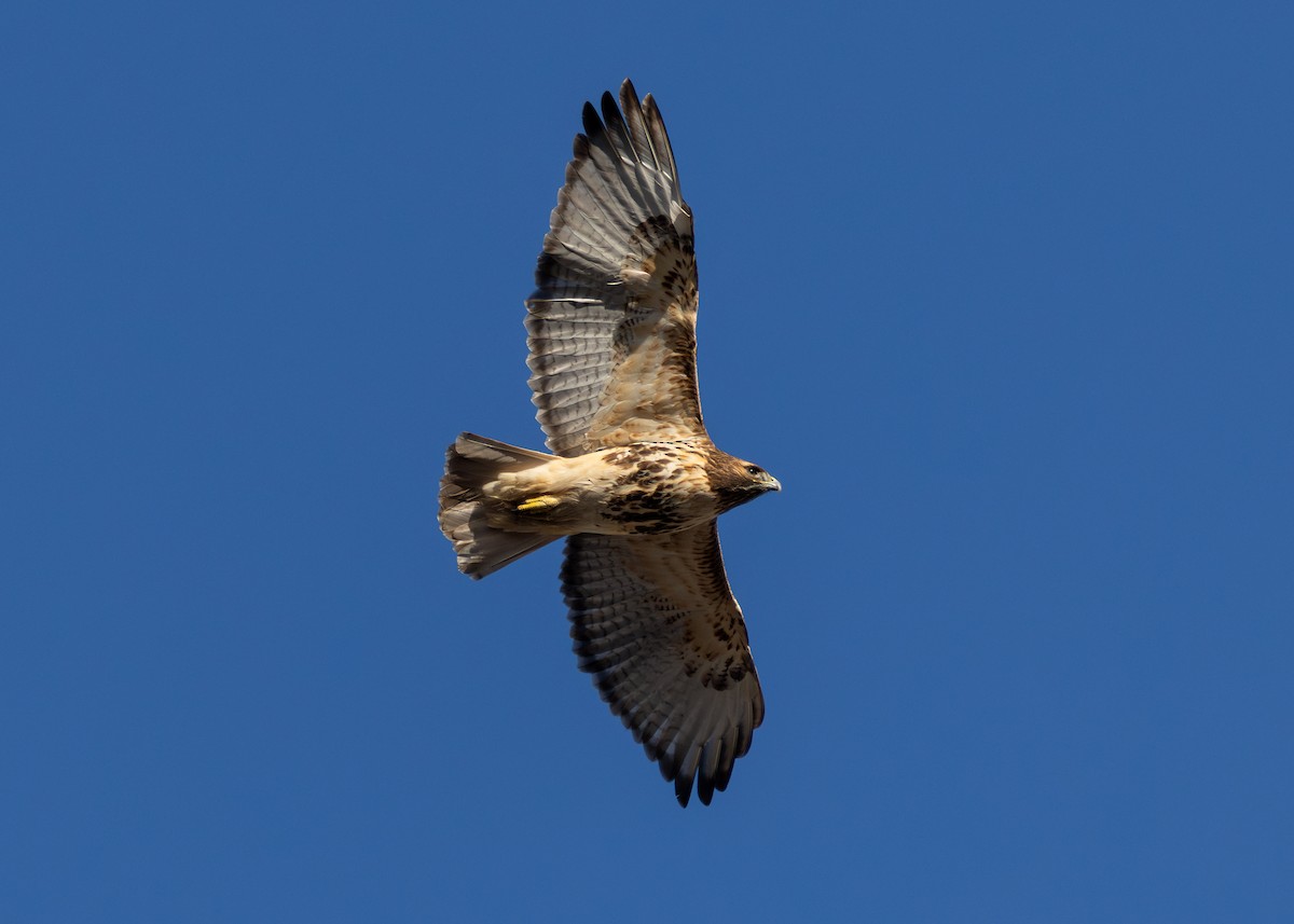 Red-tailed Hawk (abieticola) - ML646655187