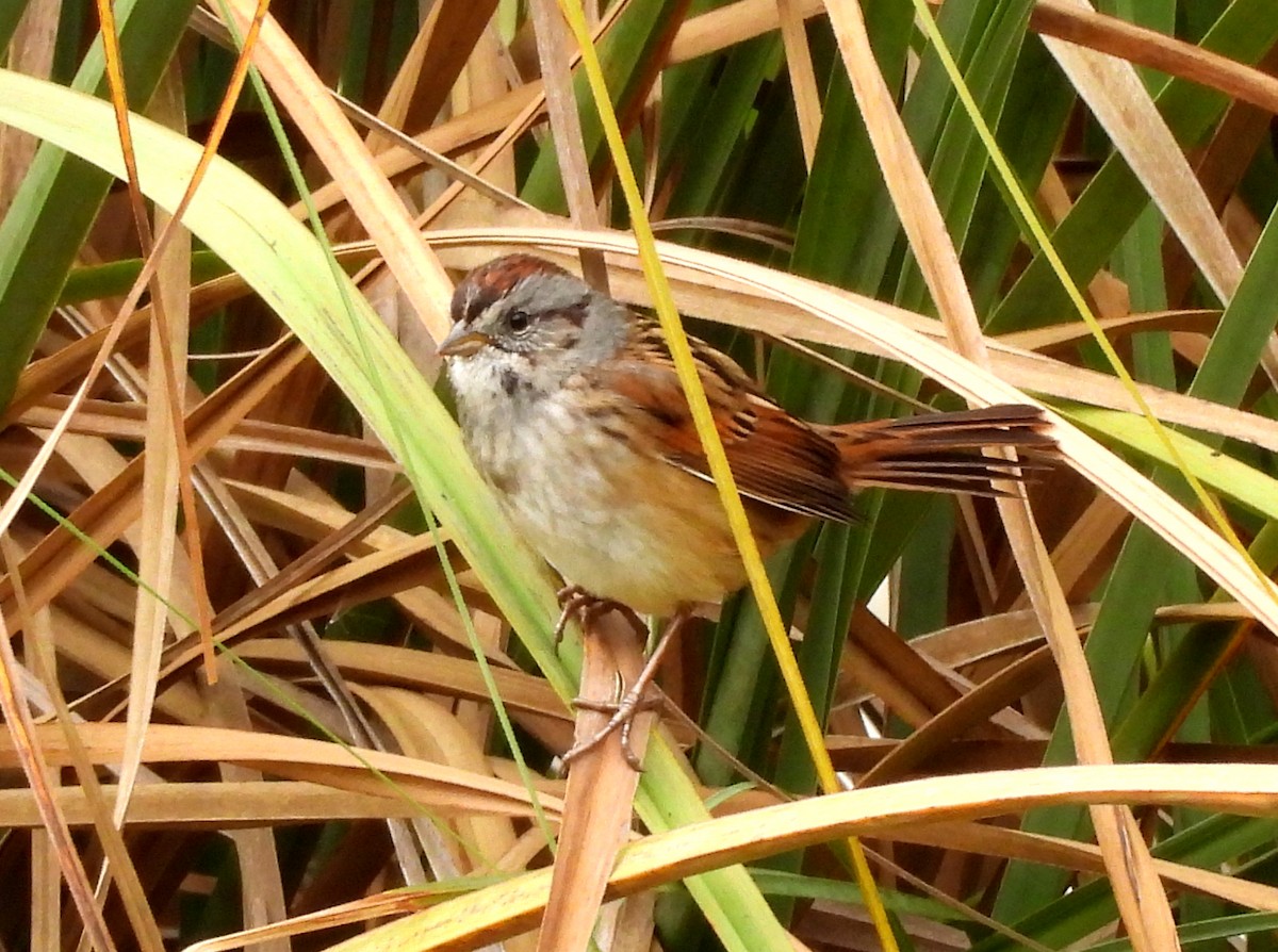 Пасовка болотяна - ML646655188