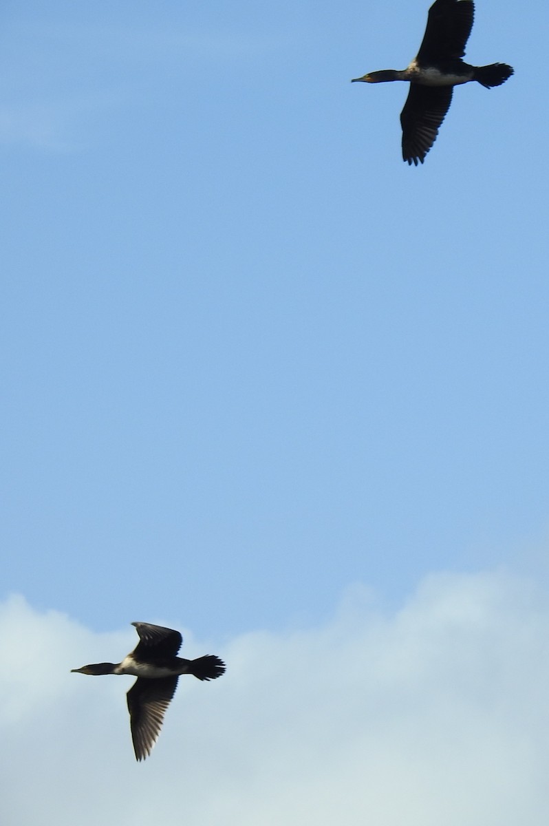 storskarv - ML646655189