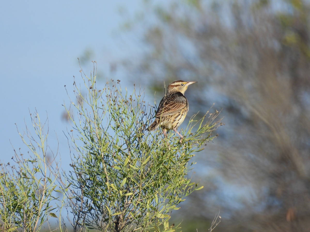 Eastern Meadowlark - ML646655191