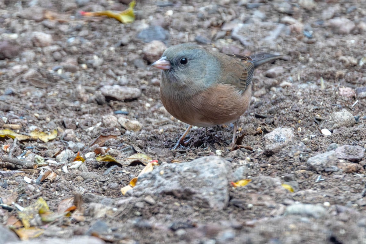 Dark-eyed Junco (Pink-sided) - ML646655192