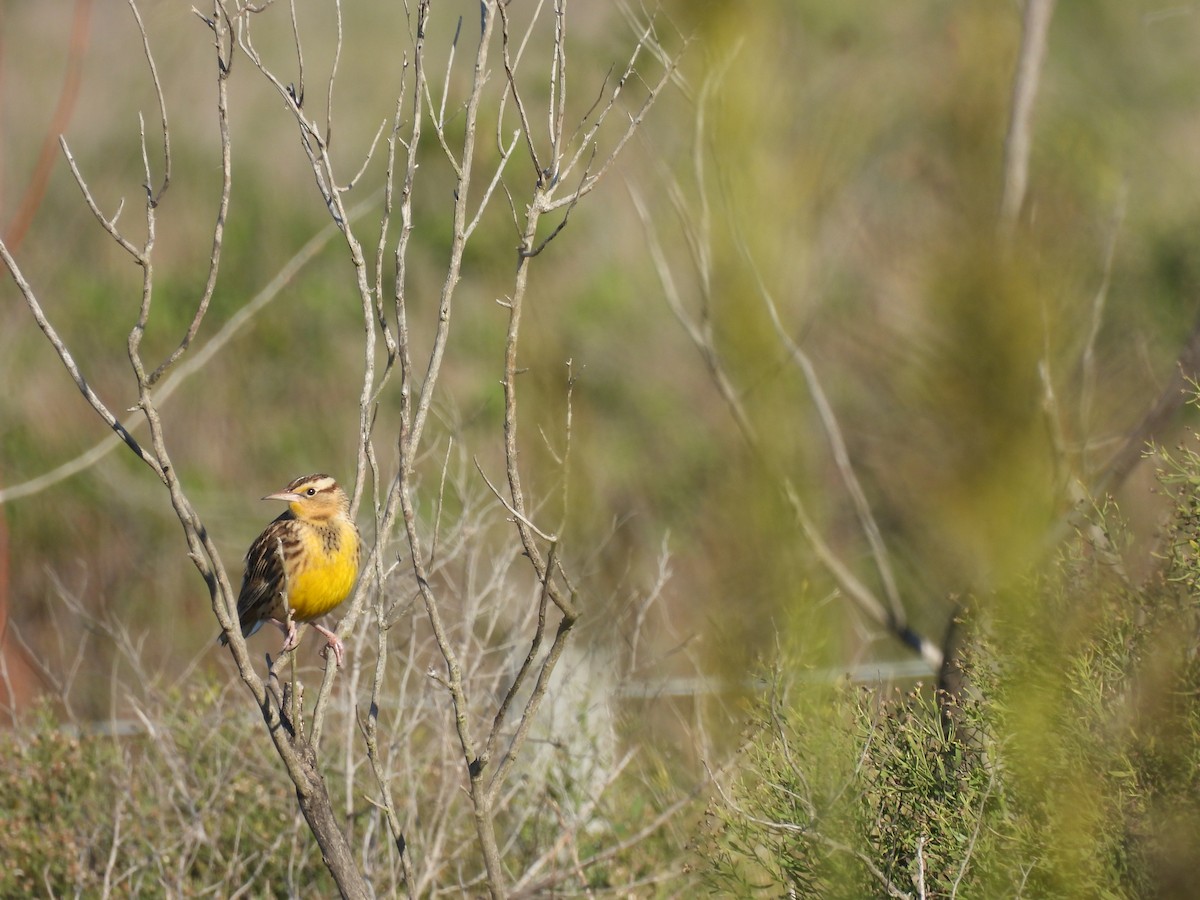 Eastern Meadowlark - ML646655194