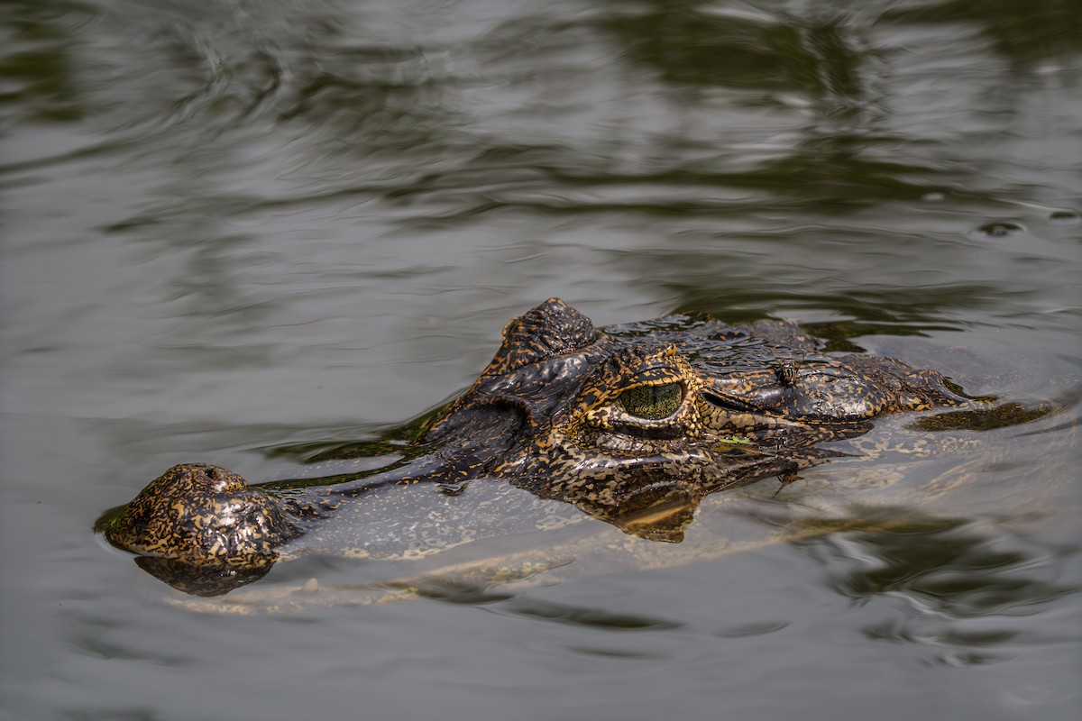 Animali - ML646655196