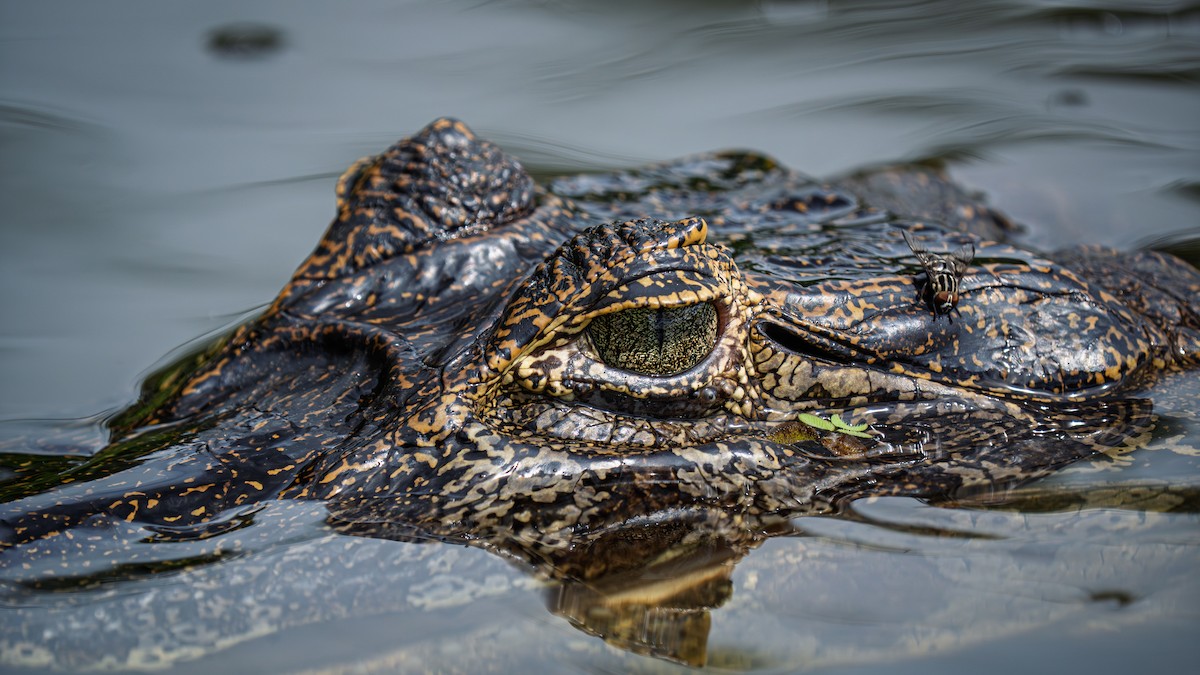 Animali - ML646655197