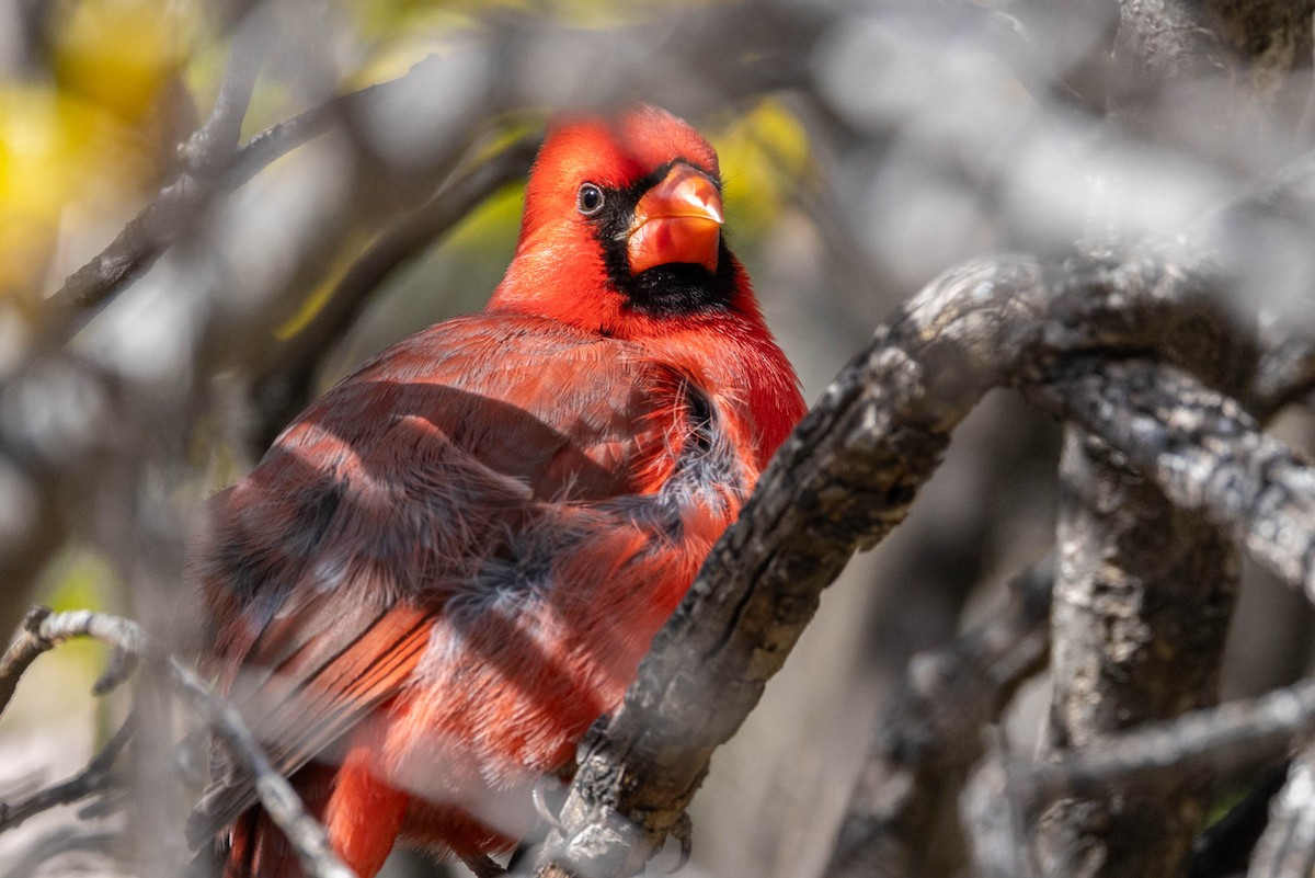 Northern Cardinal - ML646655199