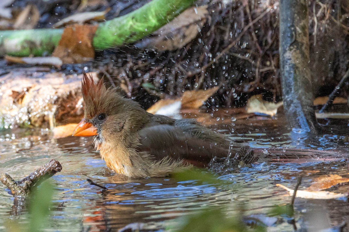 Northern Cardinal - ML646655200
