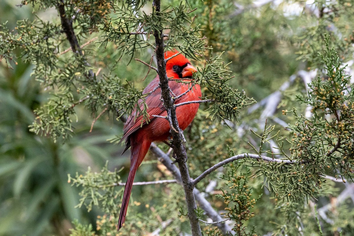 Northern Cardinal - ML646655201