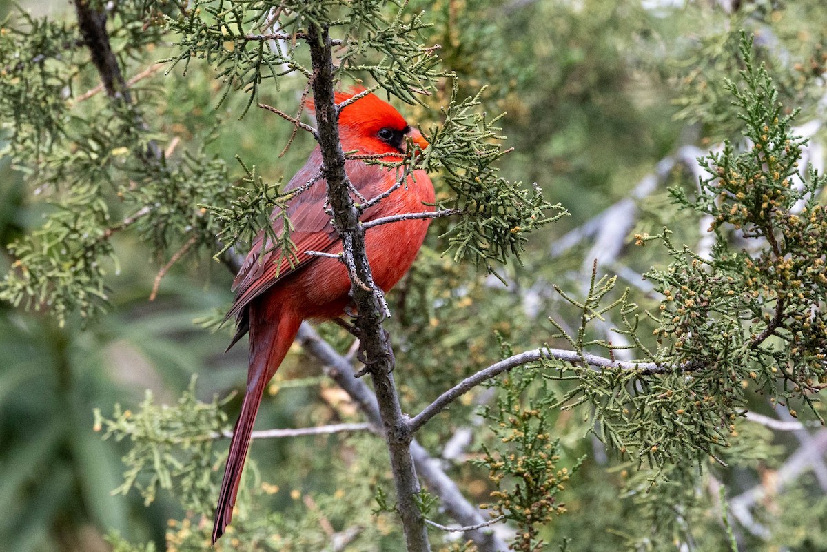 Northern Cardinal - ML646655202