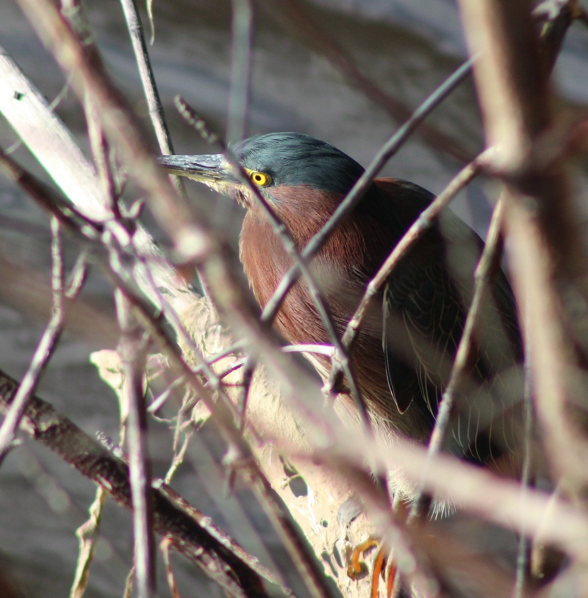 Green Heron - ML646655209