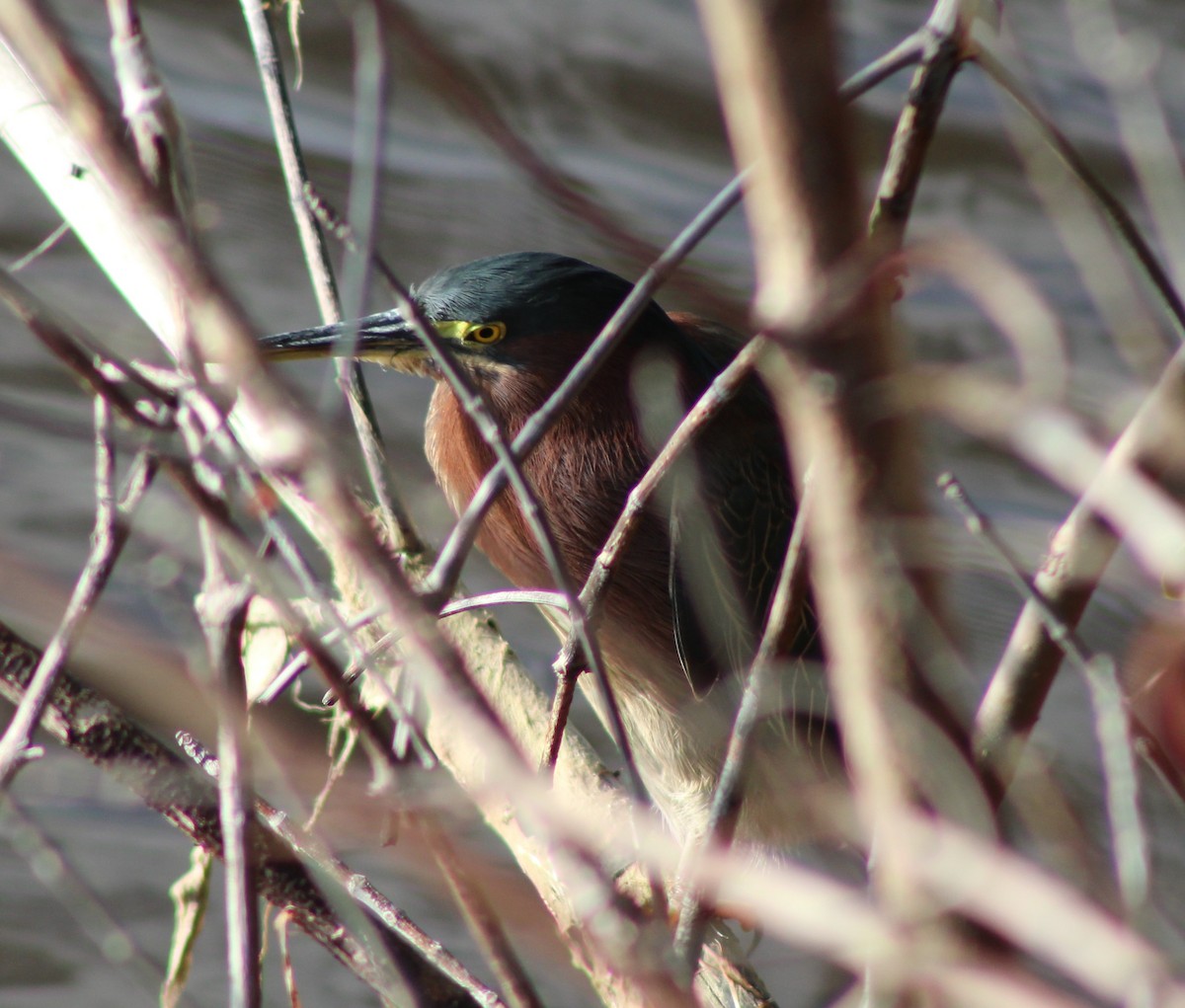 אנפית ירוקה - ML646655210