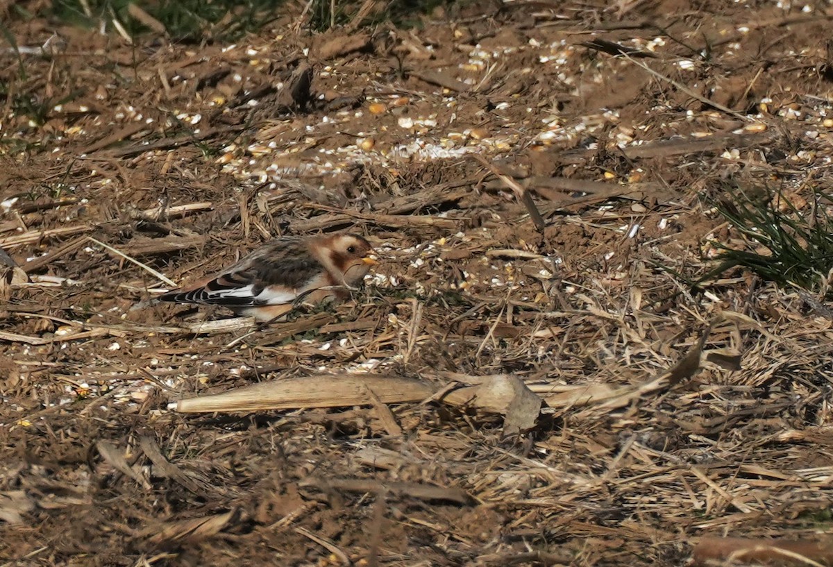 גיבתון שלג - ML646655211