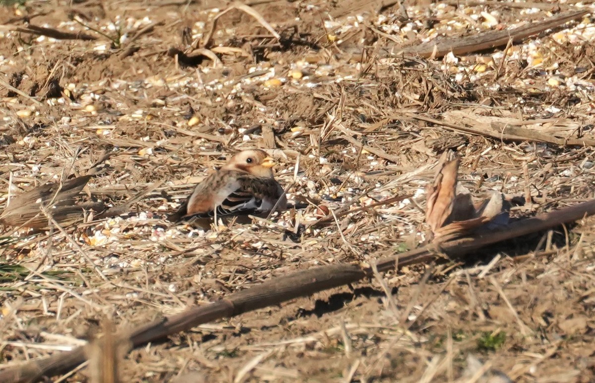 גיבתון שלג - ML646655212