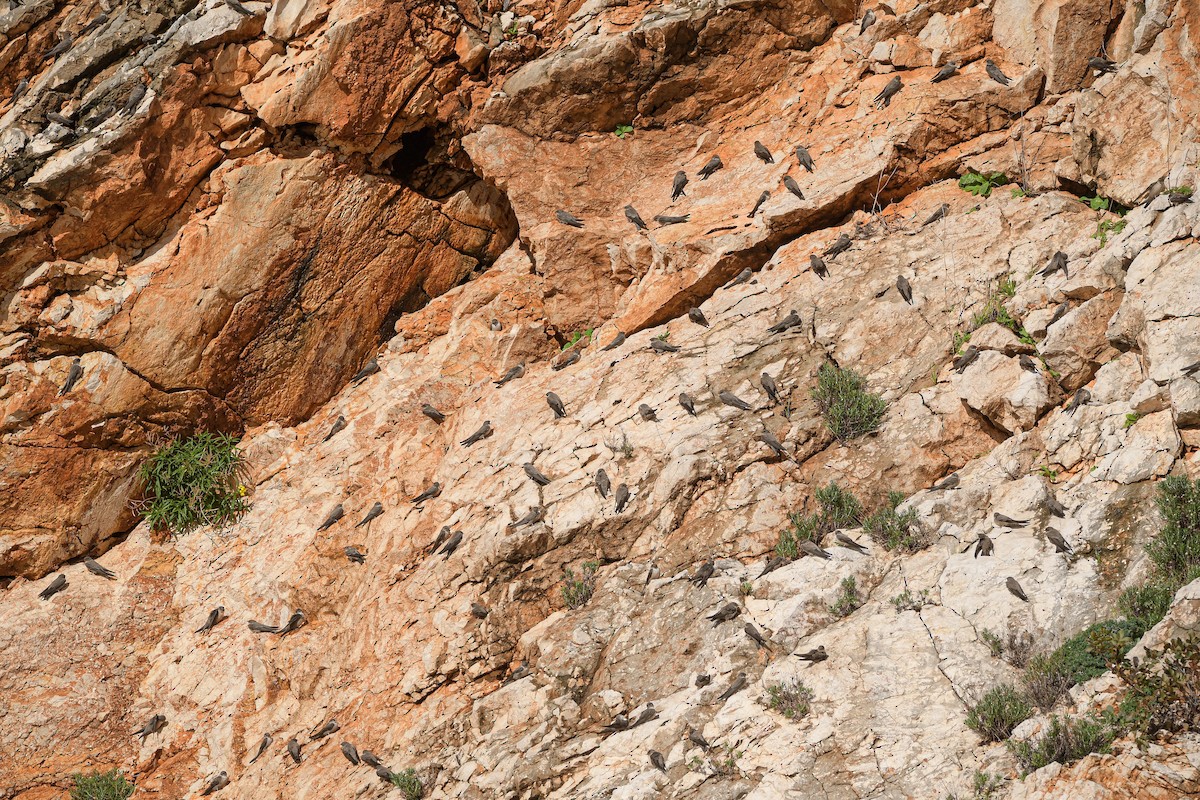 Kaya Kırlangıcı - ML646655214