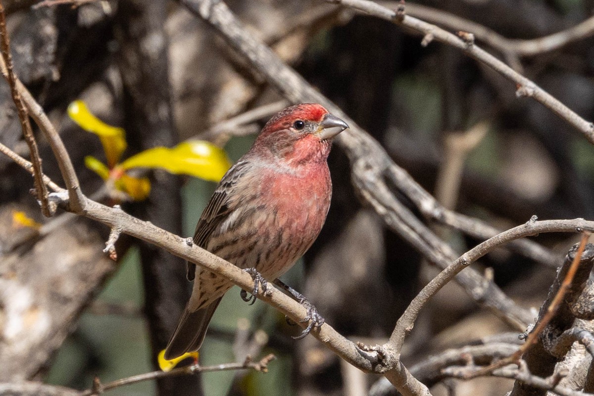 House Finch - ML646655215