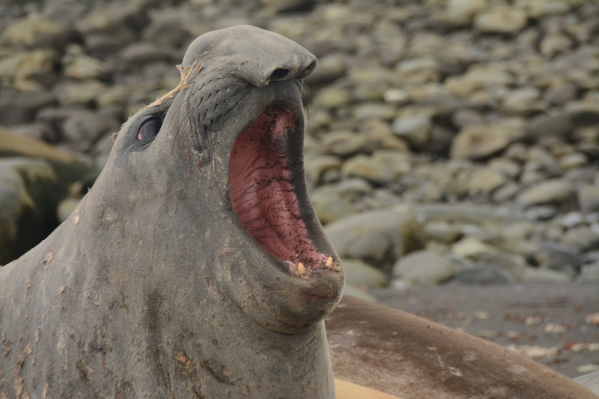 Southern Elephant Seal - ML646655218