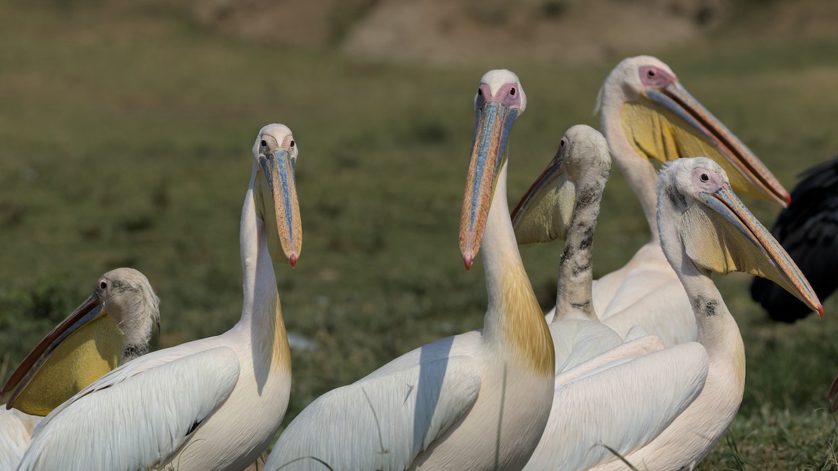 שקנאי מצוי - ML646655220