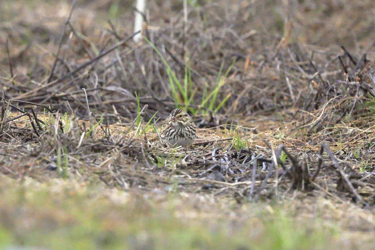 Savannah Sparrow - ML646655221