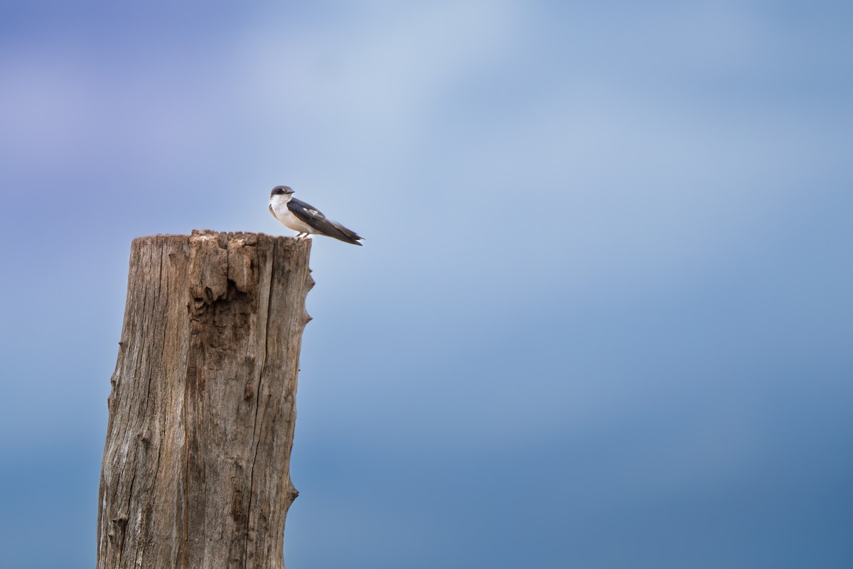 White-winged Swallow - ML646655222