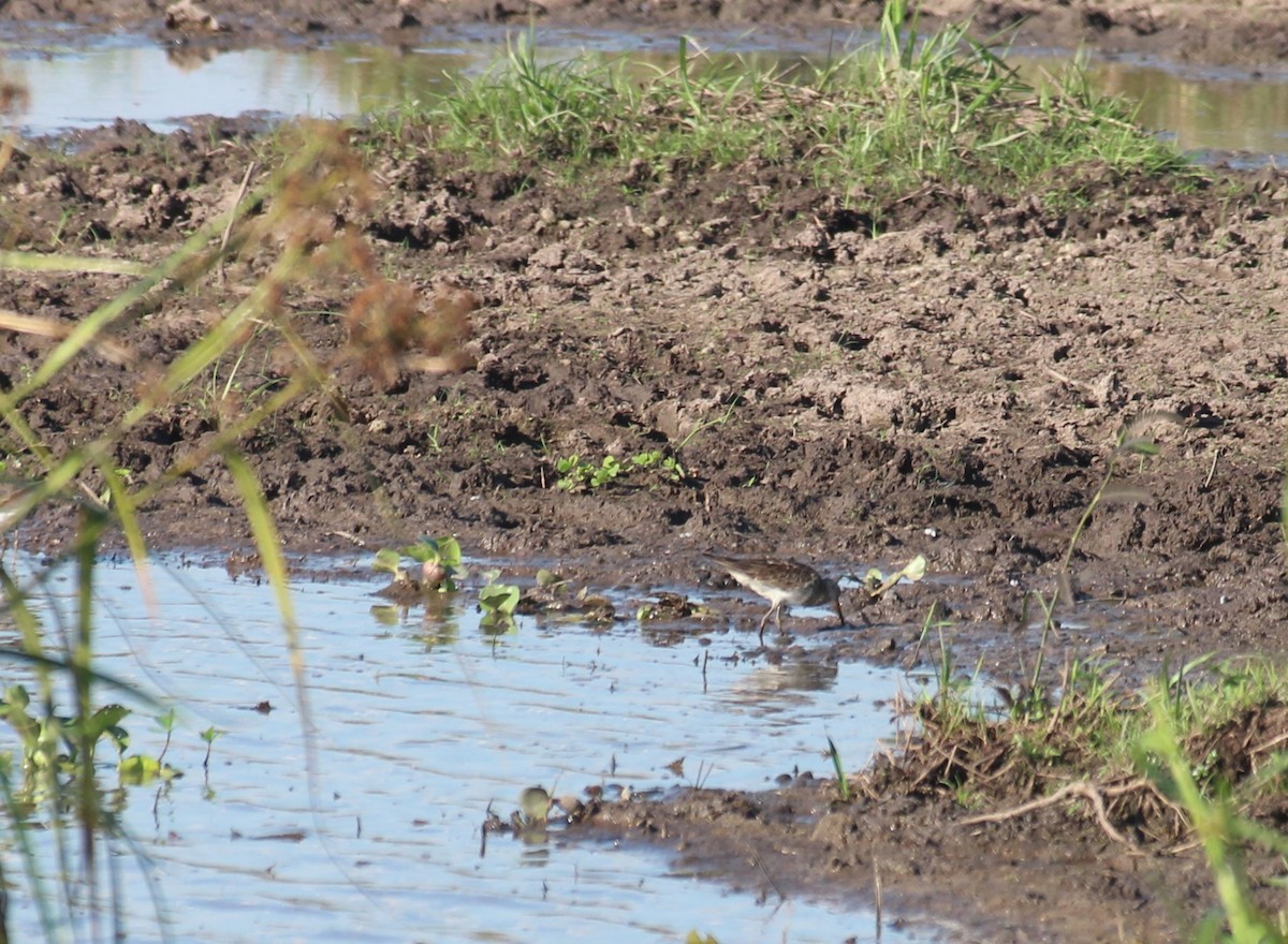 חופית כהת-חזה - ML646655223
