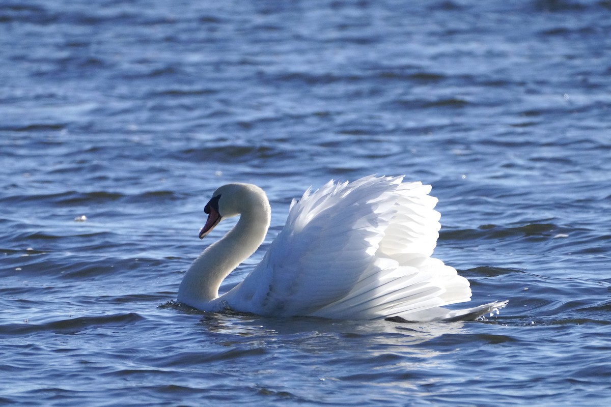 ברבור מצוי - ML646655224
