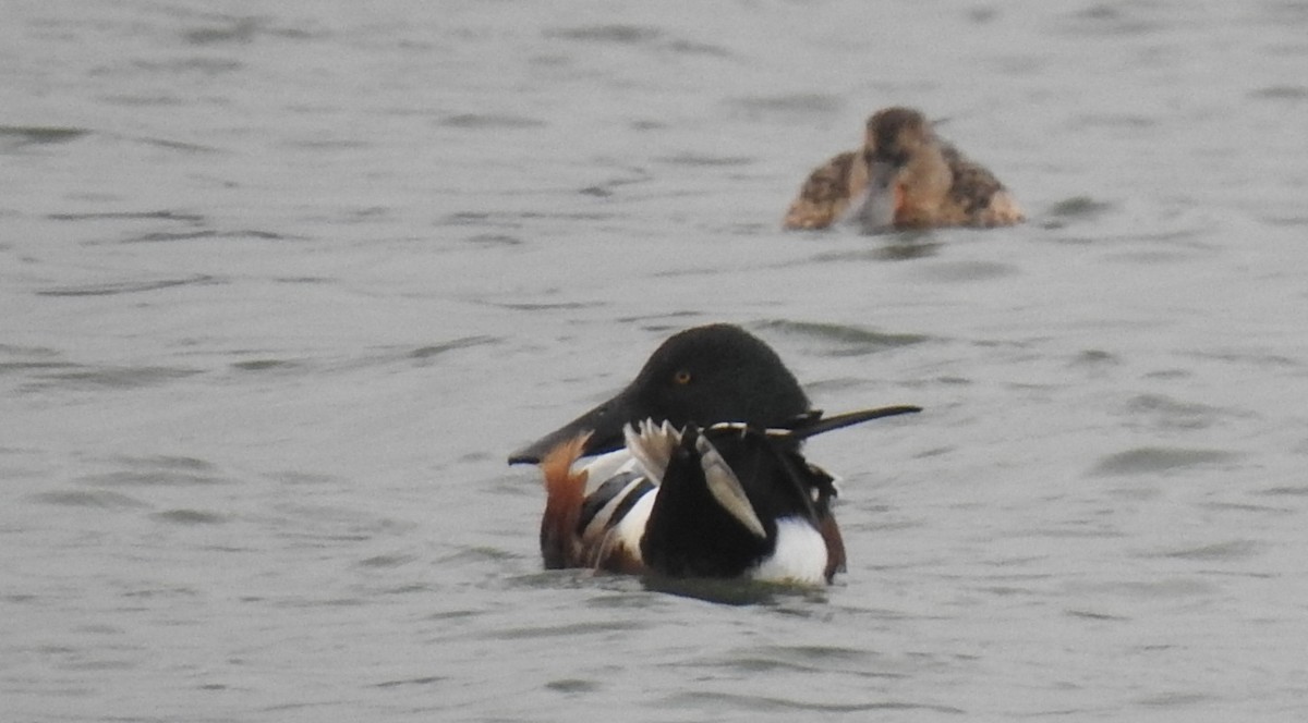 מרית צפונית - ML646655225