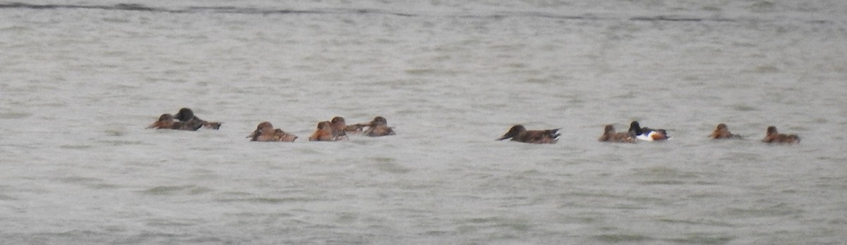 מרית צפונית - ML646655226