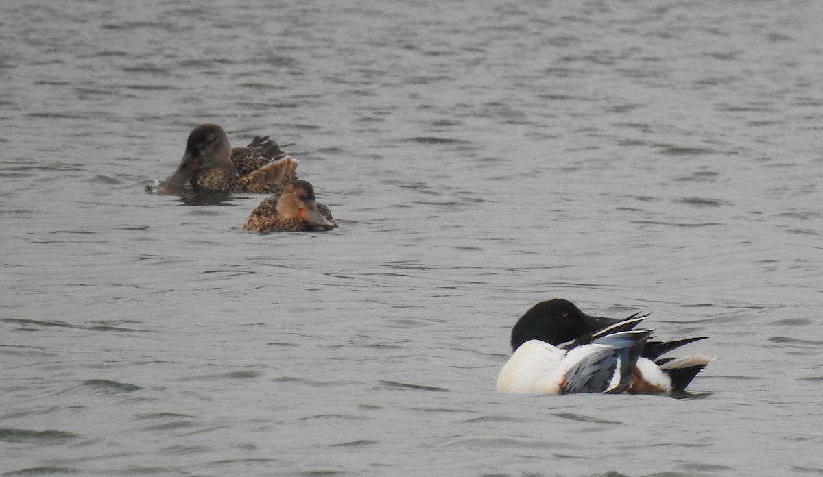 מרית צפונית - ML646655227