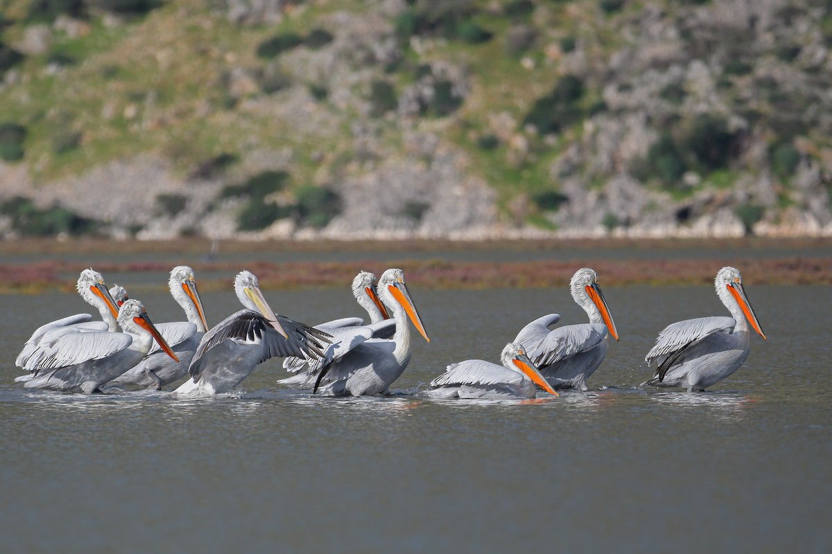 Tepeli Pelikan - ML646655228
