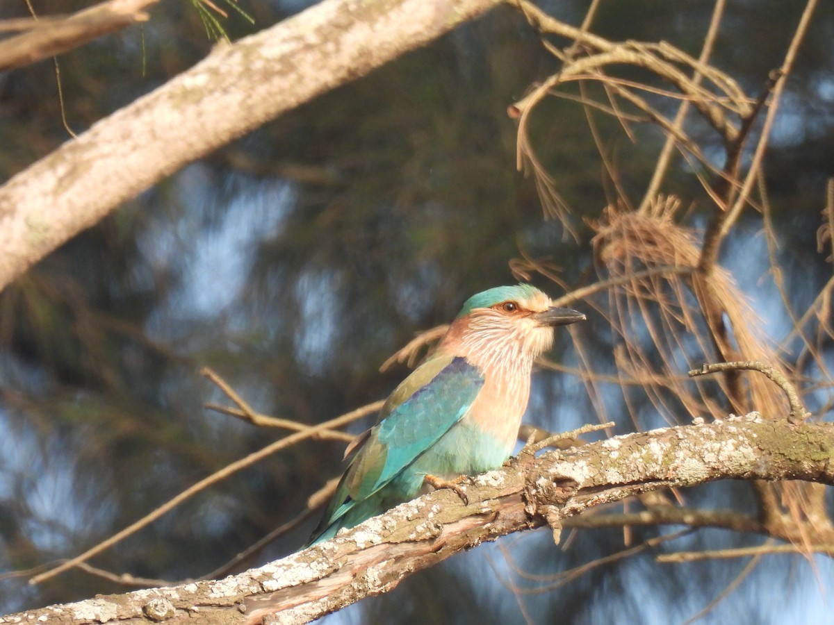 כחל הודי - ML646655231