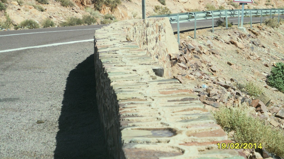 גיבתון סלעים - ML646655233