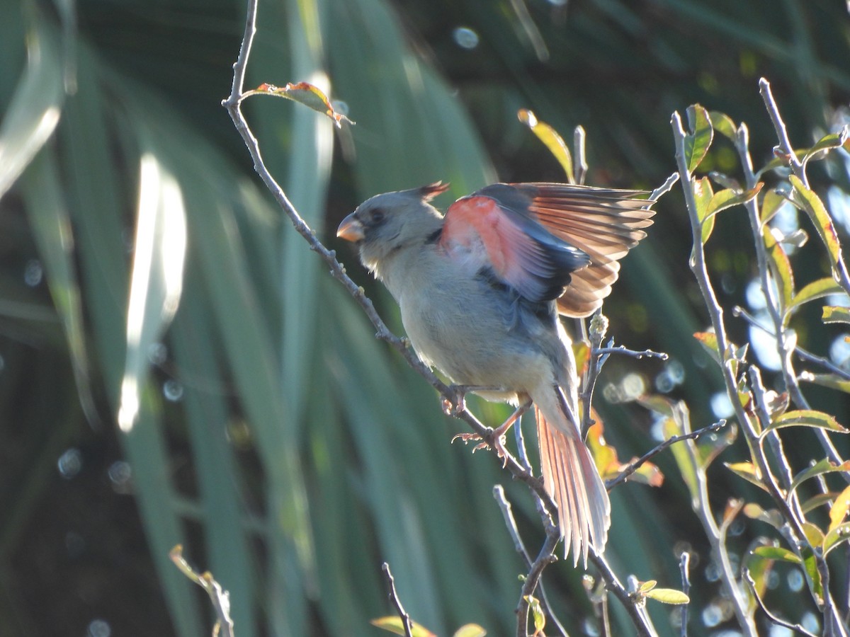 Pyrrhuloxia - ML646655235