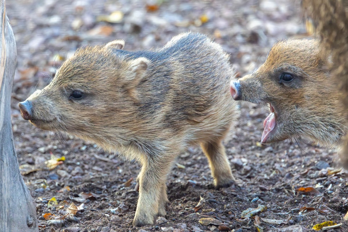 Sonoran Collared Peccary - ML646655236