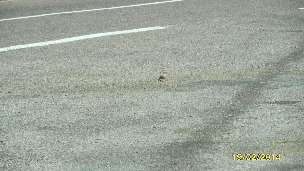 גיבתון סלעים - ML646655238