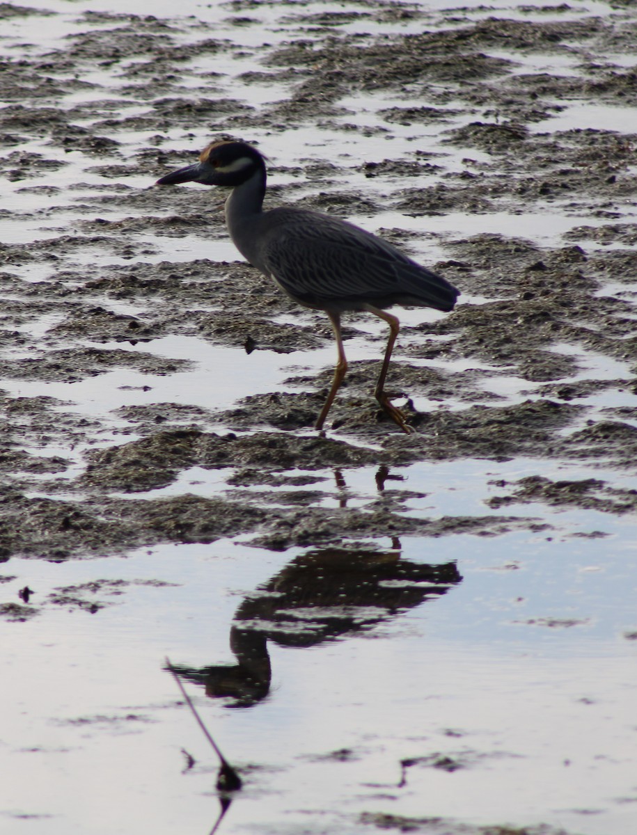 אנפת לילה צהובת-כיפה - ML646655239