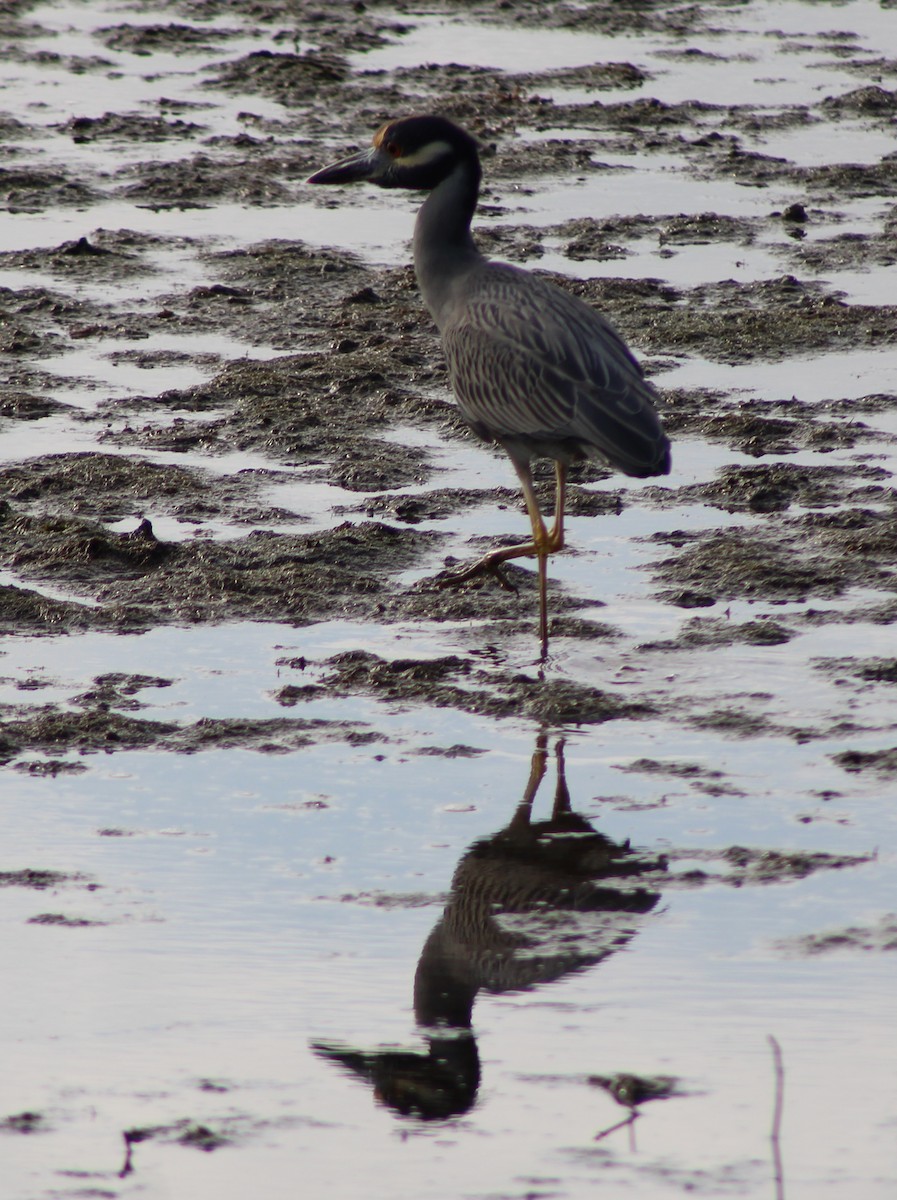 אנפת לילה צהובת-כיפה - ML646655240
