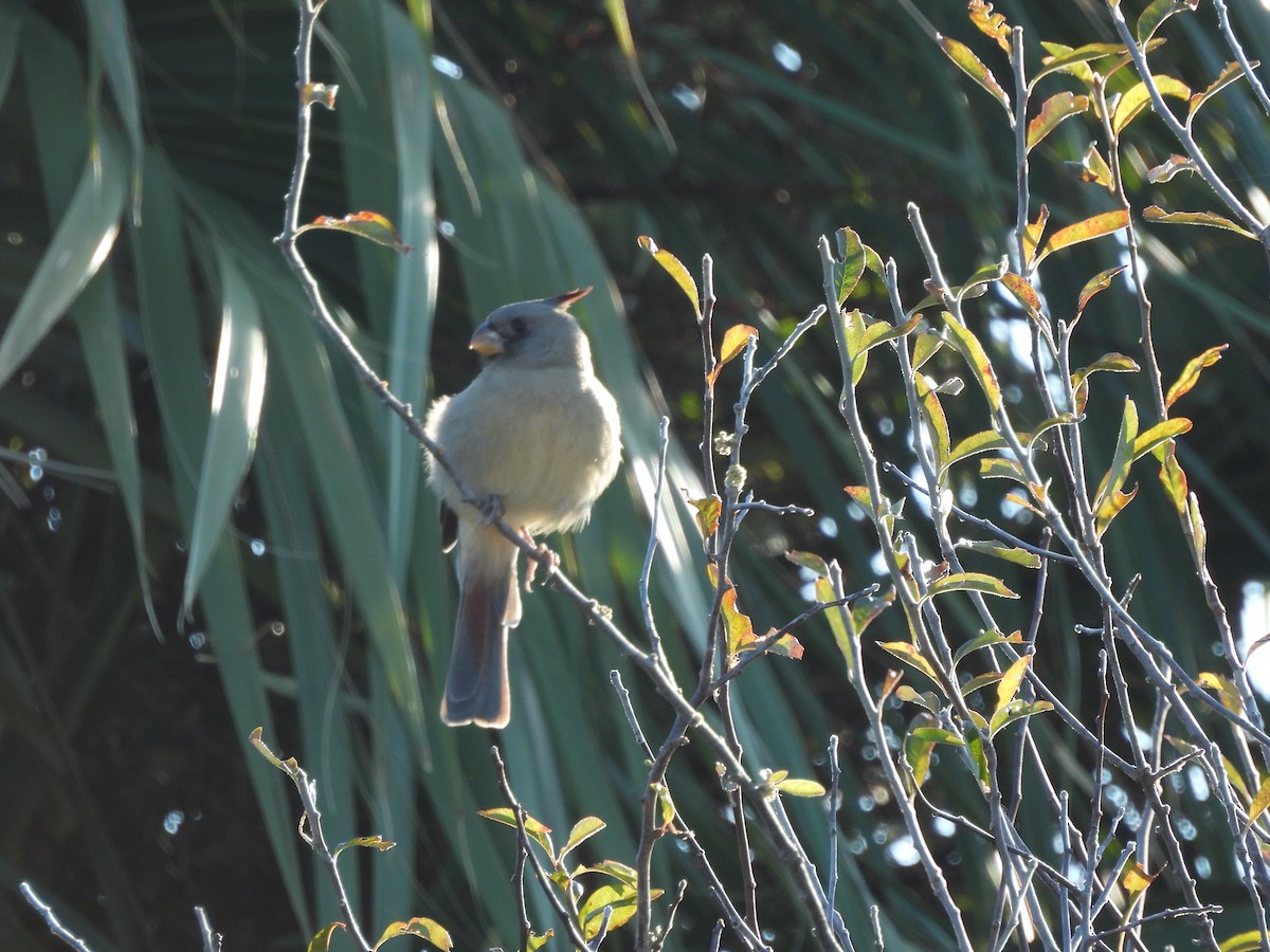 Pyrrhuloxia - ML646655242