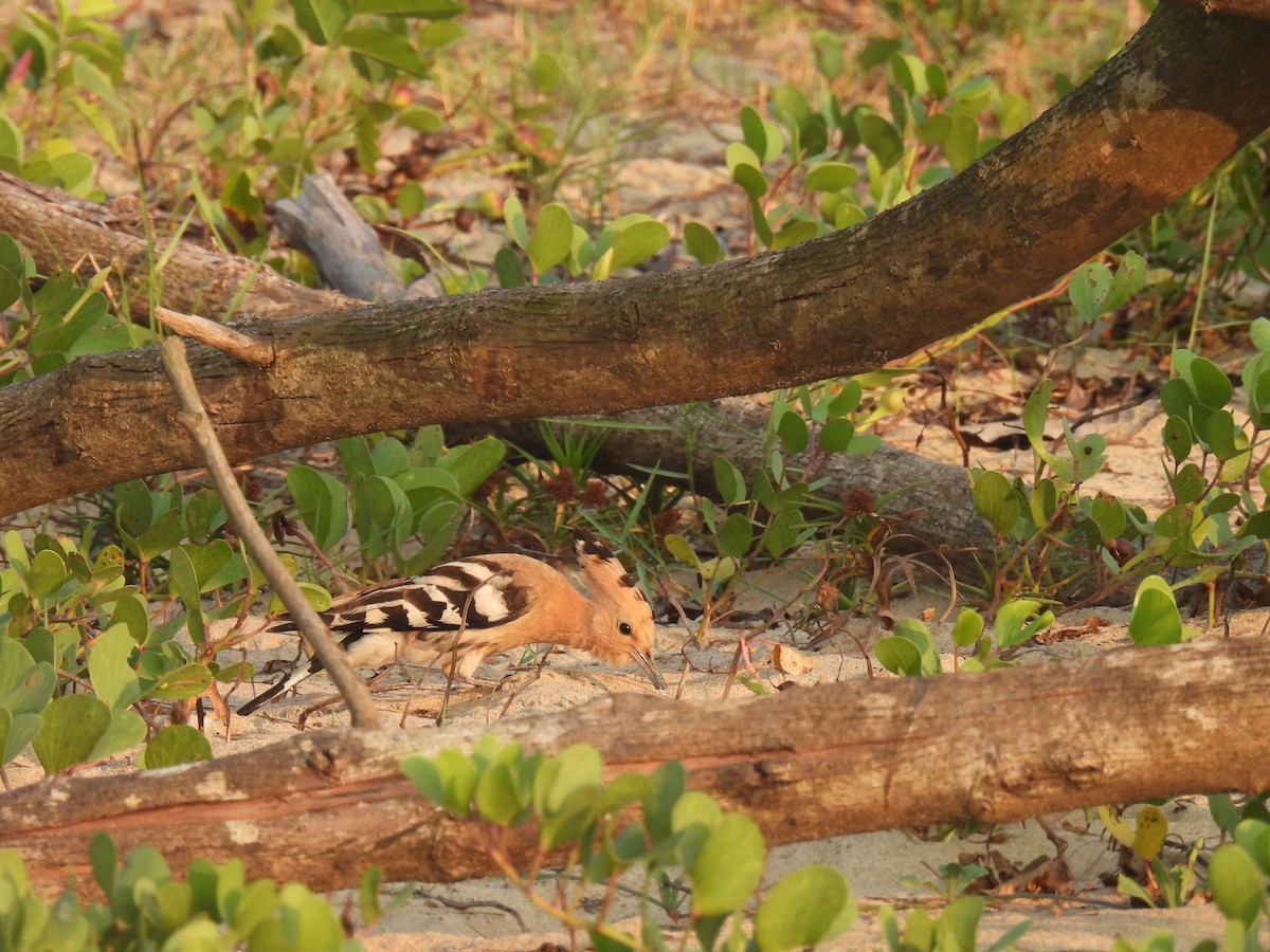 דוכיפת - ML646655243