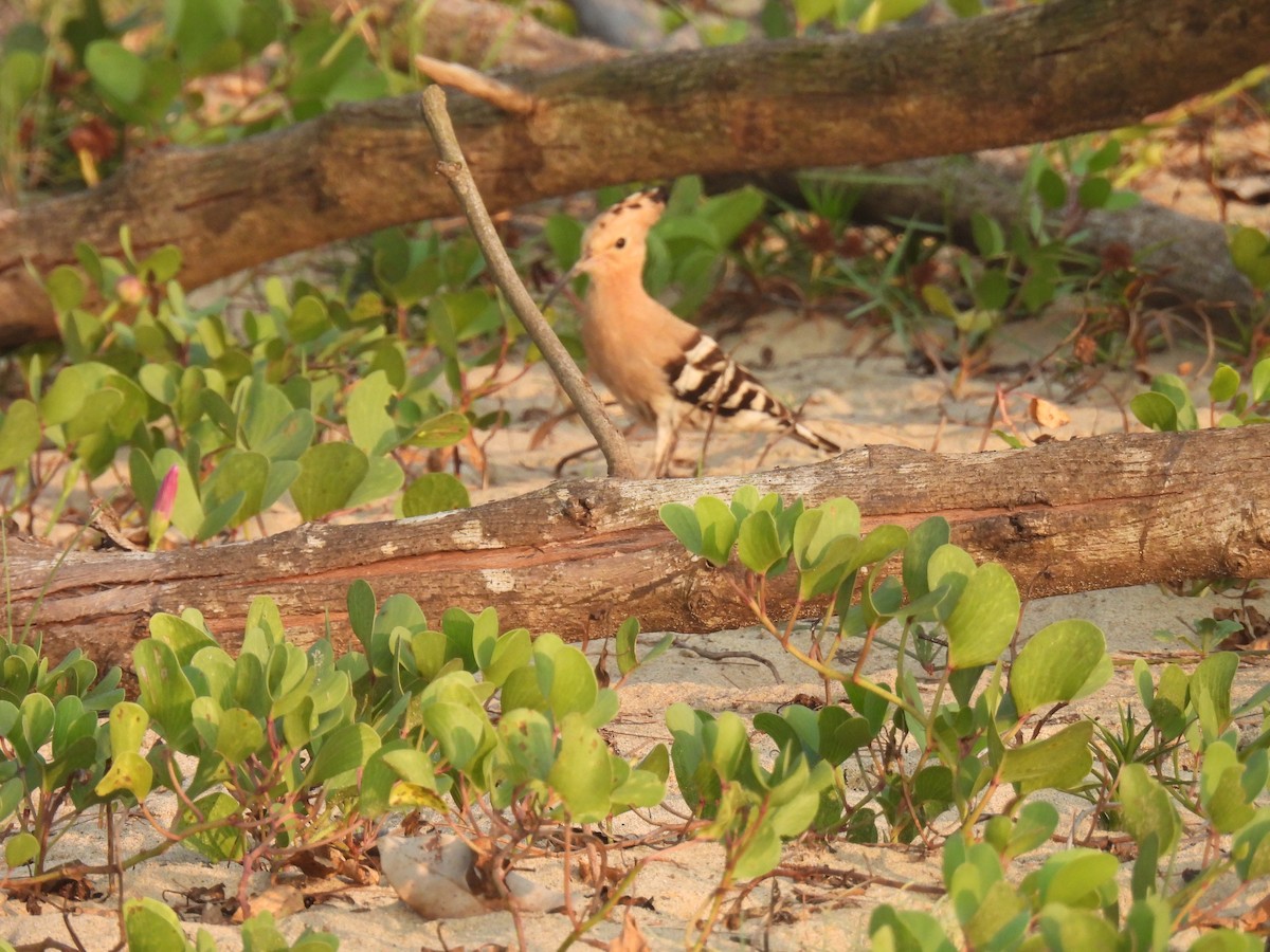 Удод - ML646655244