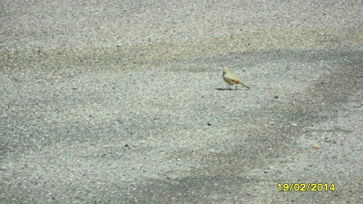 גיבתון סלעים - ML646655246