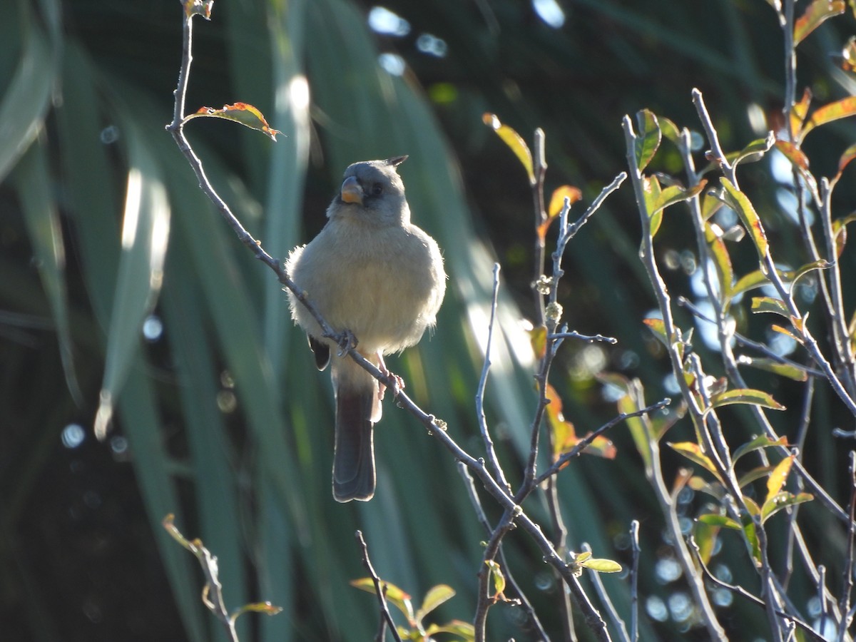 Pyrrhuloxia - ML646655247