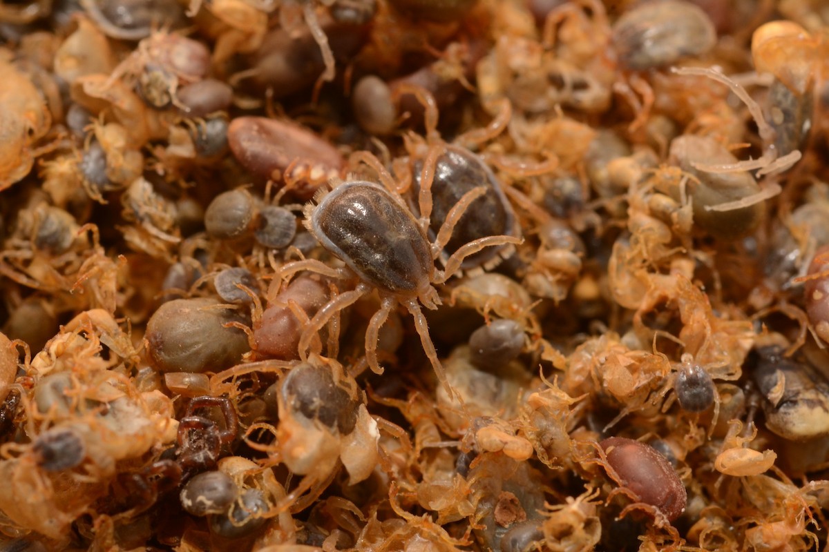 Seabird Tick - ML646655248