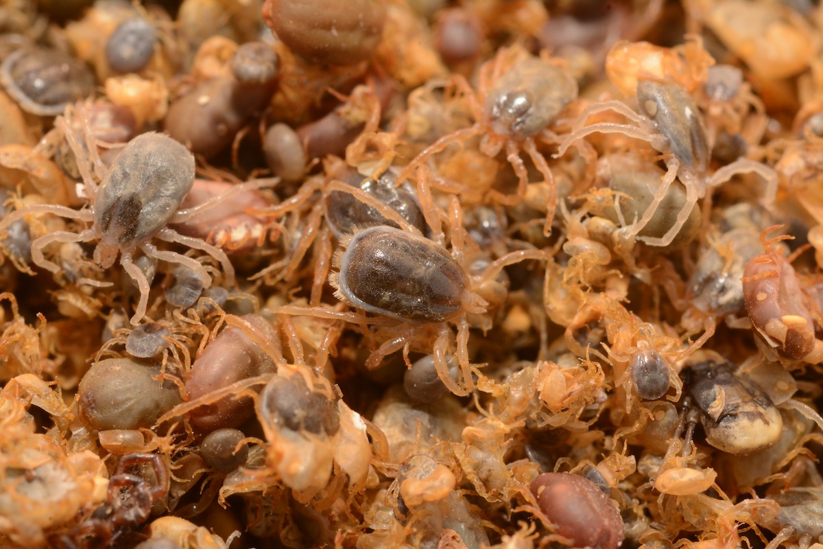 Seabird Tick - ML646655249