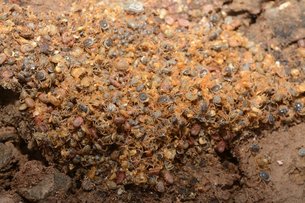 Seabird Tick - ML646655250