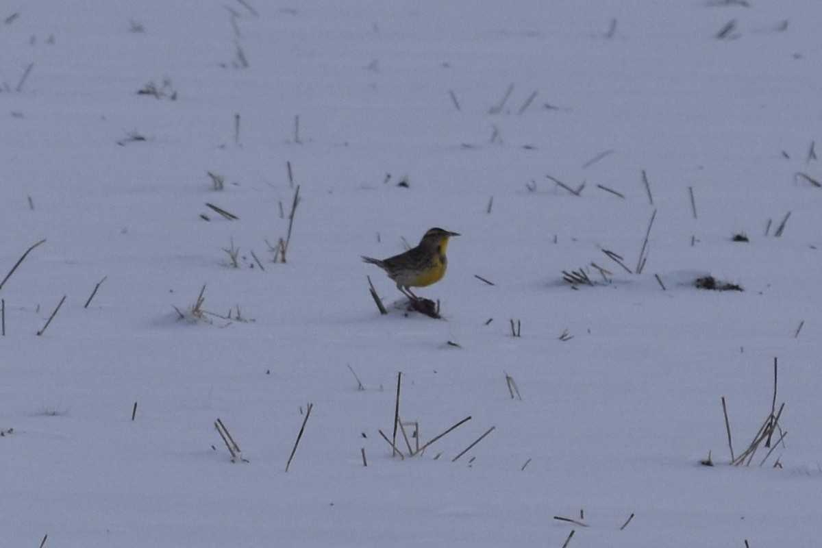 Western Meadowlark - ML646655251