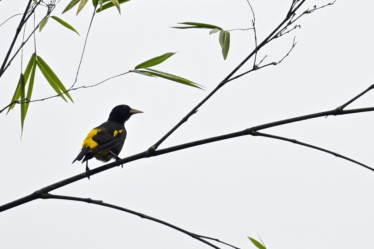 Cassique cul-jaune - ML646655255