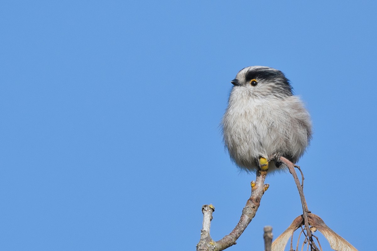 Long-tailed Tit - ML646655256