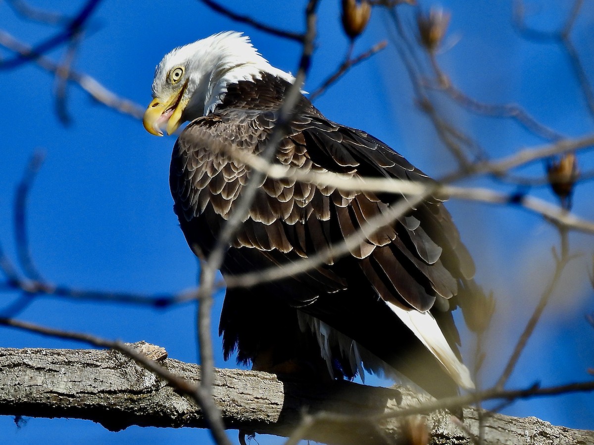 Bald Eagle - ML646655259