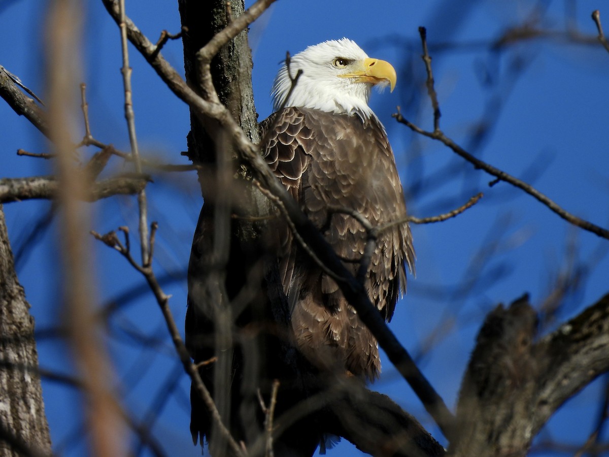 Bald Eagle - ML646655260